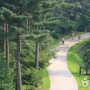 아름드리 잣나무가 있는 명품 치유의 숲~가평 잣향기 푸른숲 이미지
