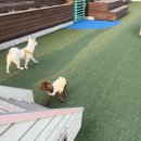 스위트펫 이미지