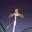 한국춘란 전시회 이미지