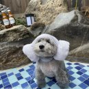 온천동물병원 이미지