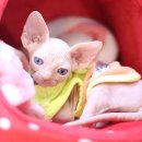 올바른펫 이미지