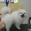 굿데이멍 이미지