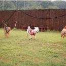 금비켄넬 이미지