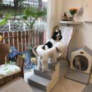 바둑이연구소 이미지