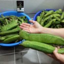 두콩 Daum카페