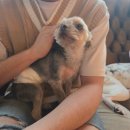 오르치그로치 이미지