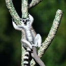 여우도토리 이미지