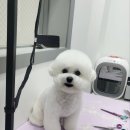 아임댕댕 이미지