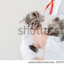 고양이 큰쥐 나오는 꿈 쥐잡는꿈 해몽을 살펴보니 이미지