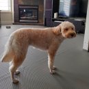 오늘도 예쁜 그루밍 이미지