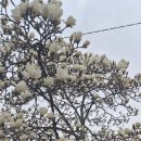 도립리 육괴정 이미지