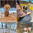 옐레드 하남미사점 | 믿고 맡기는 미사강아지호텔, 옐레드 하남미사점 이용 후기🦴