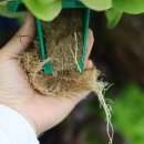 회진농장 이미지