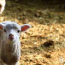 주식회사 대관령순수양떼목장 이미지