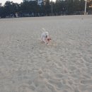 봄날애견 이미지