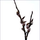 봄강아지 이미지