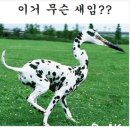 이새