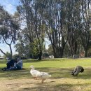 피크닉케이크 이미지