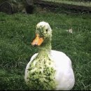 (주)마카오로 이미지