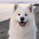 경북반려동물장례식장 이미지