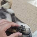 유얼도그 | [청주] 애견 위생미용과 목욕을 한 번에! 용암동 &lt;유얼도그&gt;
