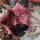 스마트동물병원 | 강아지 발바닥 핥음, 발바닥 이물 치료 후기 [스마트동물병원 신사본원]