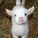 똥꼬발랄 이미지