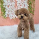 얼렁오시개 이미지