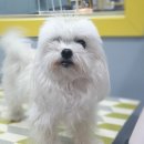 왈왈이발소 이미지