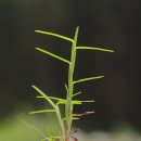 양지-2751 이미지