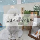 잘어울리개 네이버블로그