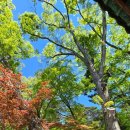 오치세우는작은도서관 | 팔만 대장경을 품은 천년 고찰 합천 해인사 여행 1편