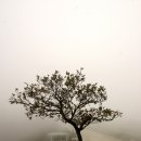 대관령전망대 이미지