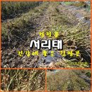 (텃밭/231121) 서리태와 백태 수확시기 이미지