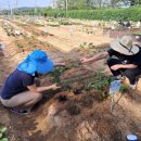 명예농장 이미지