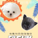 부산강아지분양 테디럽 명지본점 이미지