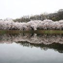 입석지의 화려한 봄 이미지