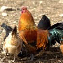 꼬꼬스토리 이미지