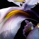 이리스(IRIS) | [겔랑𝐆𝐔𝐄𝐑𝐋𝐀𝐈𝐍] '이리스 팔리다 엑스트레 6' ─ 아이리스 러버라면 한번은 만나볼 법한 향수🌼