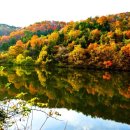 단풍나무 이미지