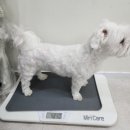 쉬리펫살롱 이미지