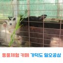 일오공삼 | 부산 가덕도 아이와 가볼만한 곳 일오공삼 카페 동물체험카페 식물원,동물먹이주기체험 할 수 있는 곳