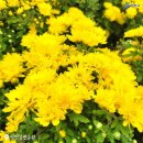 최무선로 이미지