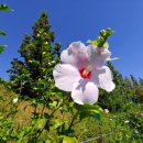 무궁화농원 이미지