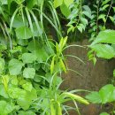 나리cafe’ 이미지