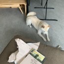 서당개 이미지