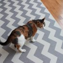 펫 노리터 이미지