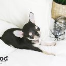 하나애견샵 이미지