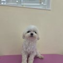 몽실몽실 애견미용 이미지