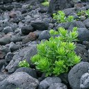 파도향기 이미지